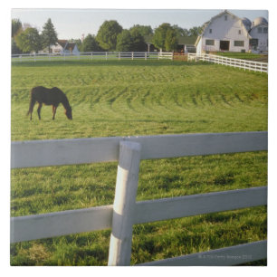 Horse grazing on farm tile