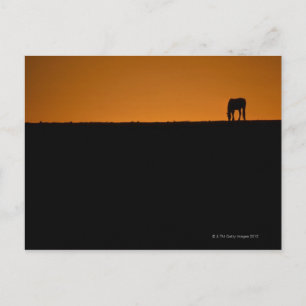 Horse grazing on Kentucky farm Postcard