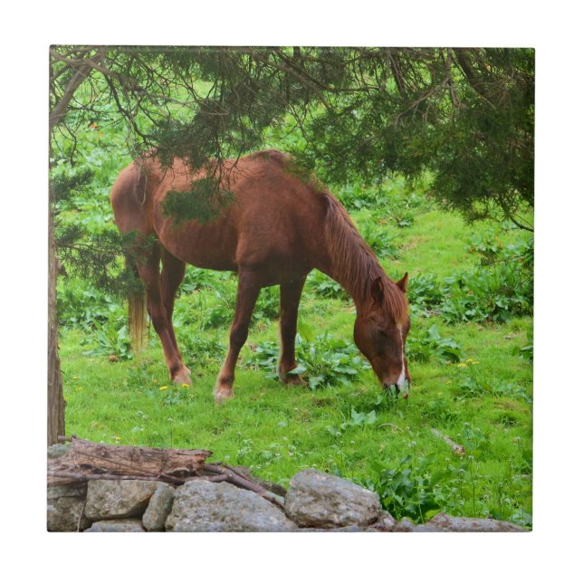 Horse Grazing Tile (Front)