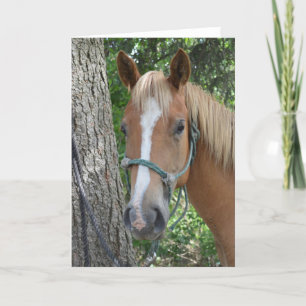 Horse Greeting Card