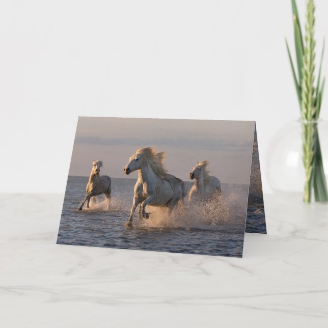 Horse Greeting Card - Camargue Horses' Sunset Run (Front)