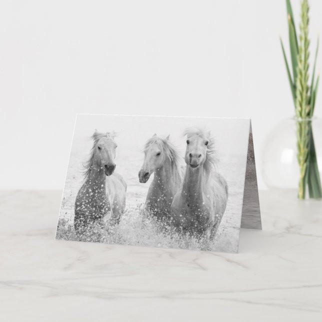 Horse Greeting Card - Three White Horses Splashing (Front)