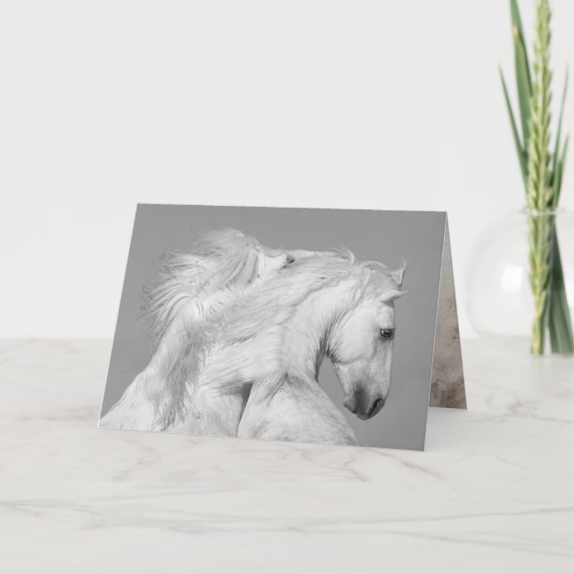 Horse Greeting Card - Two White Stallions Play (Front)