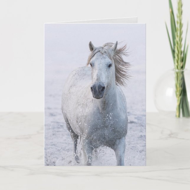 Horse Greeting Card - White Horse Runs at Sunrise (Front)