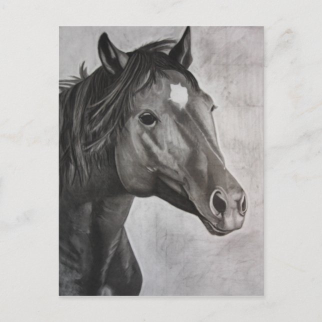 Horse Hand Drawn Art  Postcard (Front)