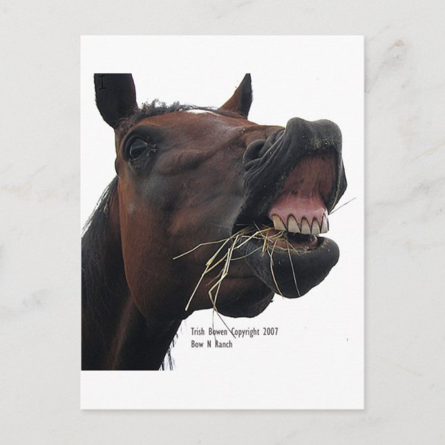 Horse: Hay! Postcard (Front)
