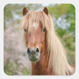 Horse Head Aegidienberger cross Icelandic and Paso Square Sticker