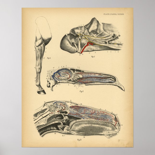 Horse Head Anatomy 1908 Vintage Print (Front)