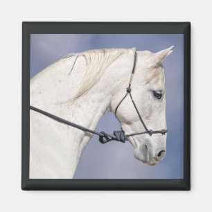 Horse Head Magnet