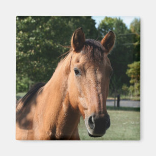 Horse head magnet
