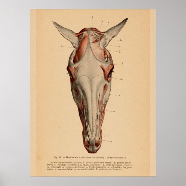 Horse Head Muscle Anatomy French Vintage Print (Front)