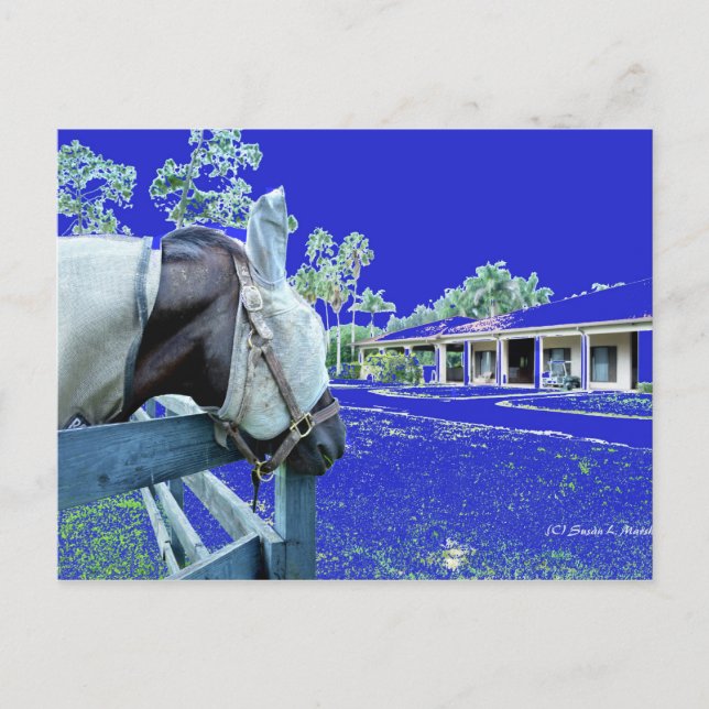 horse head over fence blue coloured postcard (Front)