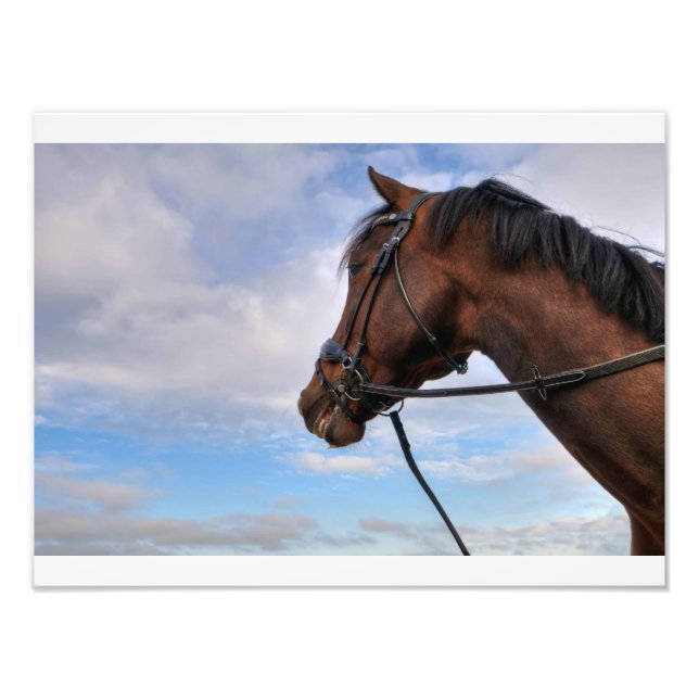 Horse Head Photo Print (Front)