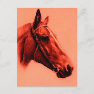 Horse Head Postcard