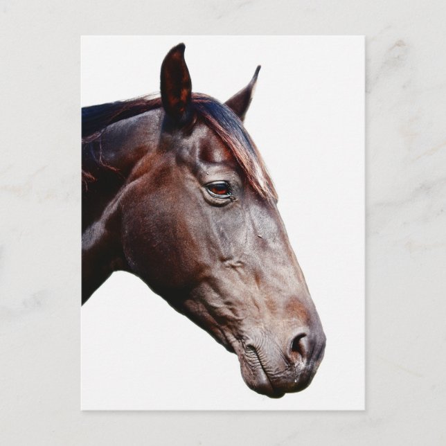 Horse head. postcard (Front)