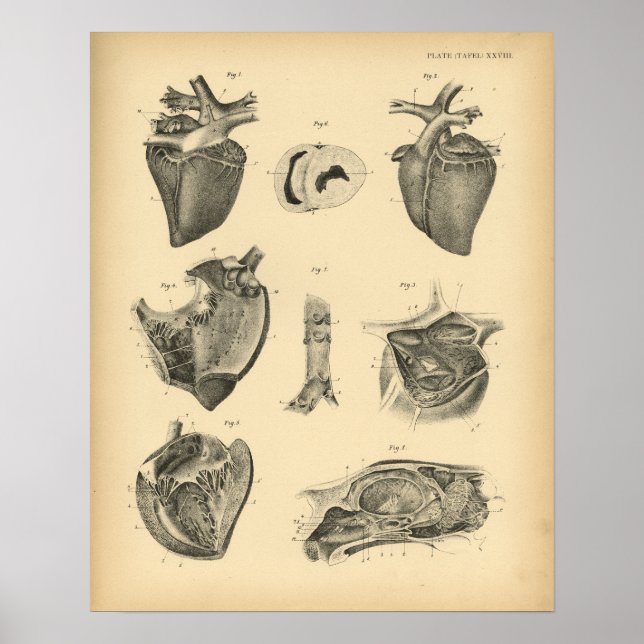 Horse Heart Anatomy 1908 Vintage Print (Front)