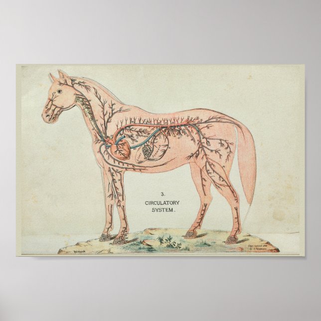 Horse Heart Arteries Veins Vintage Anatomy Print (Front)