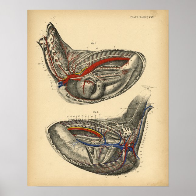 Horse Heart Chest Anatomy 1908 Vintage Print (Front)