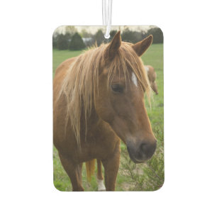 Horse Hello Car Air Freshener