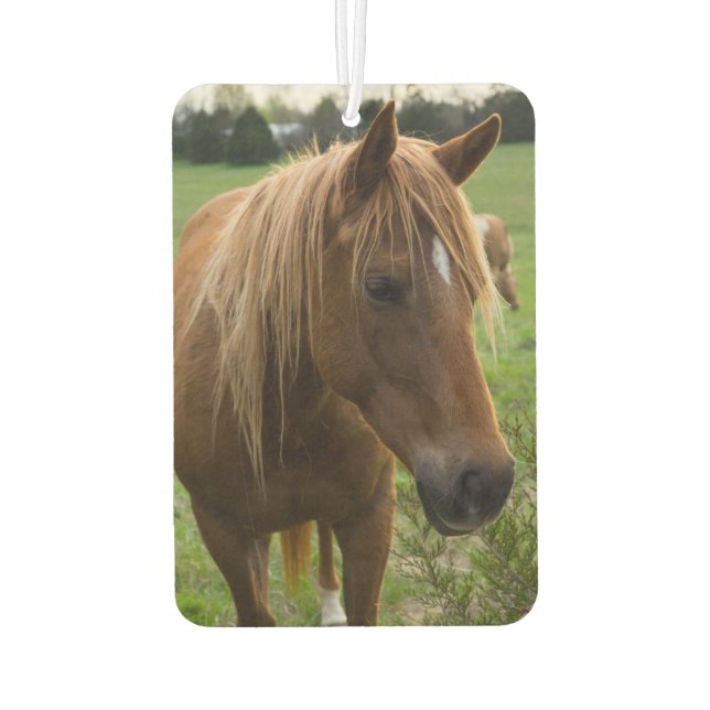 Horse Hello Car Air Freshener (Back)