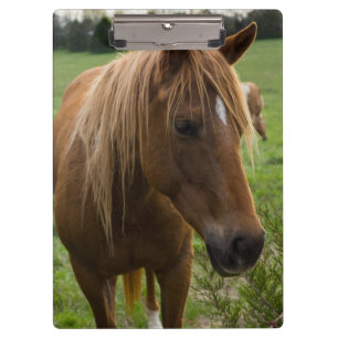 Horse Hello Clipboard