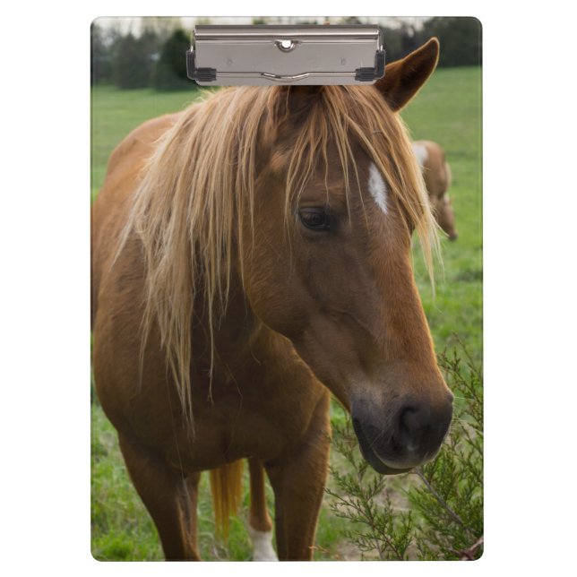 Horse Hello Clipboard (Front)