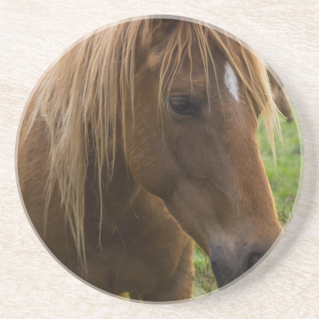 Horse Hello Coaster (Front)