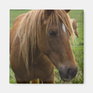 Horse Hello Magnet