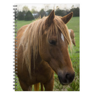 Horse Hello Notebook