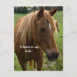 Horse Hello Postcard