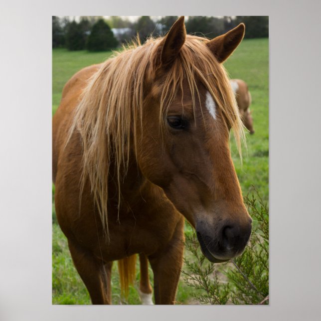 Horse Hello Poster (Front)