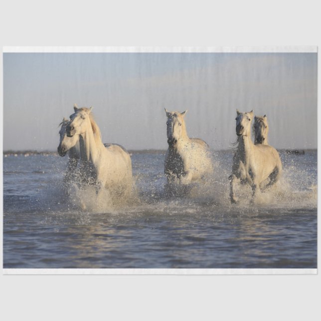 horse herd tissue paper (Front)