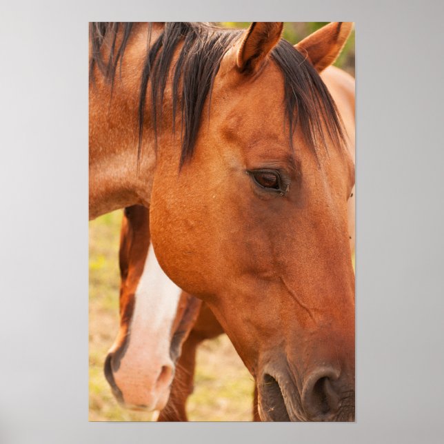 Horse Hiding Behind Horse Poster (Front)