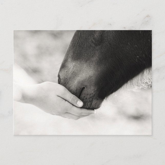 Horse Horse Postcard (Front)