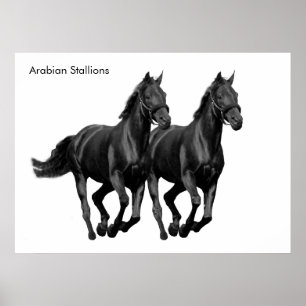 Horse image for Poster