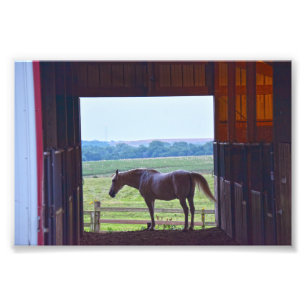 Horse in a Stable, Missouri Photo Print