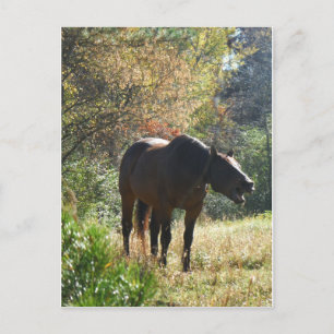 Horse in Autumn Postcard