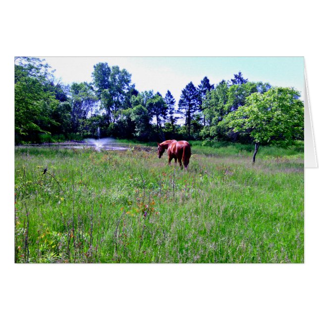 Horse in Beautiful Pasture (Front Horizontal)