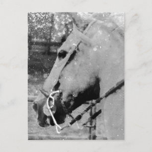 Horse in Black and White Postcard
