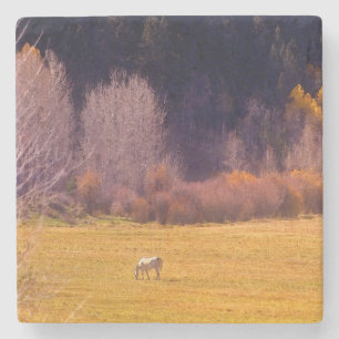 Horse In Fall I Stone Coaster
