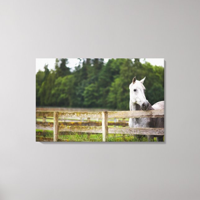 Horse in field looking over fence canvas print (Front)