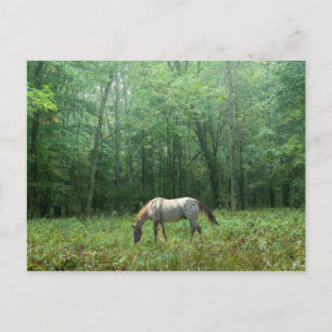 Horse in Meadow Postcard