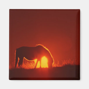 Horse in Red Sunset Magnet
