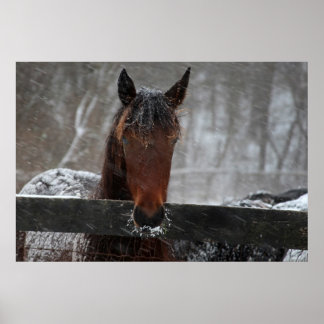 Horse in Snow Poster