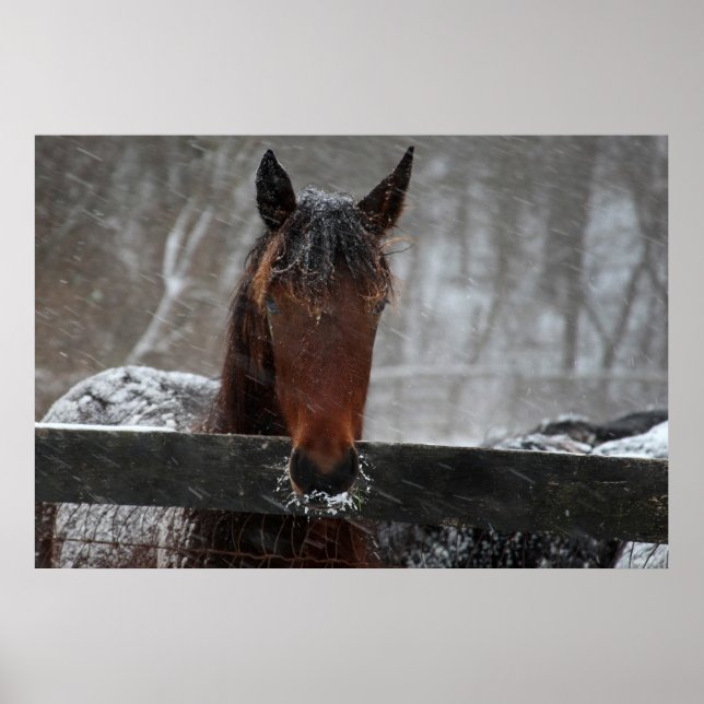 Horse in Snow Poster (Front)