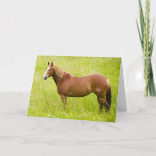 Horse in Spring Field Card