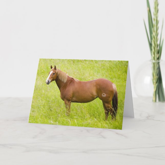 Horse in Spring Field Card (Front)