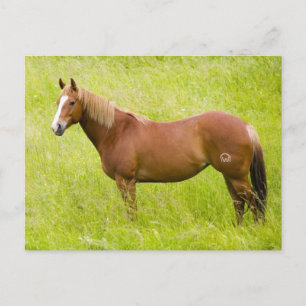 Horse in Spring Field Postcard