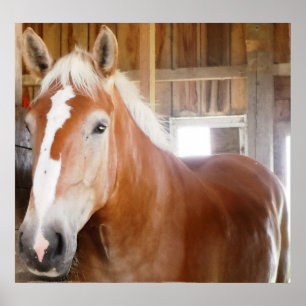 Horse in Stall 2 Poster