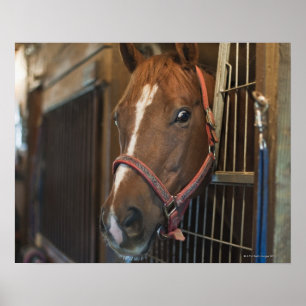 Horse in stall poster